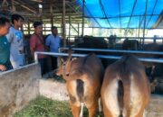 Jelang Idul Adha, Peternak Terus Perbanyak Stok Sapi Kurban 