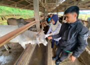 UPTD KESWAN Dinas Pertanian Lakukan Pemeriksaan Kesehatan Hewan Kurban 