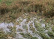 Kerap Dilanda Bencana, DISTAN Payakumbuh Terus Dorong Petani Asuransikan Lahan