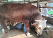 Ini Penampakkan Peton, Sapi Kurban Presiden Jokowi dari Mungka Kab. 50 Kota