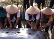 Tahan Laju Inflasi, Pemko Payakumbuh Dorong Gerakan Menanam Cabai