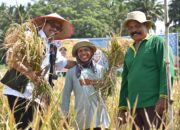 Kelompok Tani Sikosan Payakumbuh Gelar Panen Padi Serentak
