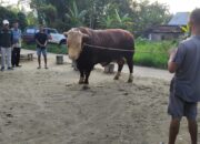 Lihat Peton, Sapi Kurban Presiden Jokowi, Bupati 50 Kota Senyum, Lihat Piton, Bupati Kaget