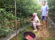 Harga Cabe Terus Membaik, Petani Berharap Pemerintah Bisa Jaga Stabilitas