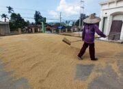 Harga Jual Gabah Turun, Petani di Payakumbuh Mengeluh