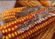 Petani Jagung Menjerit, Hasil Panen Anjlok Akibat Hama, Harga Jual Murah 