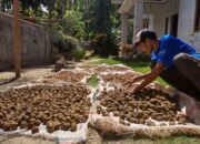 Harga Gambir Capai Ratusan Ribu, Petani Minta Pemerintah Jaga Stabilitas