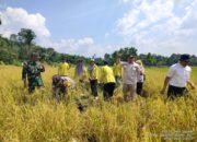 Digagas KELTAN Pincuran Godang, Ratusan Anggota Kelompok Tani Ikuti Sekolah Lapang