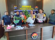 Satresnarkoba Ungkap Ladang Ganja di Kabupaten 50 Kota 