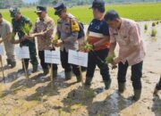 Wujudkan Swasembada Pangan, Pemerintah Kota Payakumbuh Lakukan Gerakkan Tanam Bersama