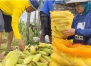 Harga Jagung Masih Rendah, Petani Nagari Taram Menjerit 