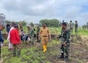 Pemulihan Pascabencana Banjir Lahar Dingin Gunung Marapi, Dorong Swasembada Pangan di Kabupaten Agam
