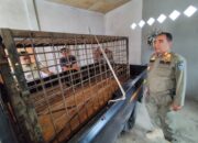 Jejak Kaki Harimau Bermunculan, Warga 50 Kota Bakal Pasang Perangkap Harimau