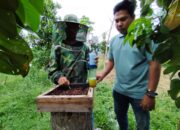 Usaha Lebah Madu GALO-GALO Terkendala Pemasaran