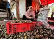 Jelang Ramadhan, Pedagang Pengumpul Mulai Stok Buah Kolang Kaling