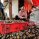 Rina, Pedagang Pengumpul Buah Kolang Kaling di Jorong Kayu Tanam Nagari Labuah Gunuang Kecamatan Lareh Sago Halaban Kabupaten Limapuluh Kota Tengah Mengeluarkan Isi Buah Kolang Kaling Setelah Proses Rebus.