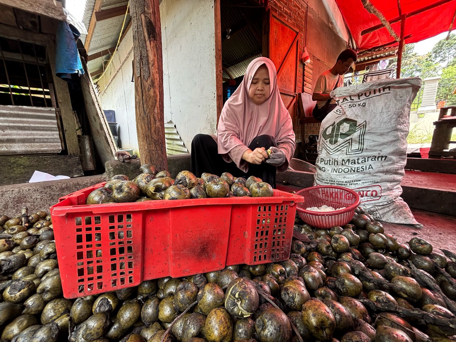 Rina, Pedagang Pengumpul Buah Kolang Kaling di Jorong Kayu Tanam Nagari Labuah Gunuang Kecamatan Lareh Sago Halaban Kabupaten Limapuluh Kota Tengah Mengeluarkan Isi Buah Kolang Kaling Setelah Proses Rebus.