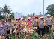 Dukung Program Ketahanan Pangan Nasional, Kapolres Payakumbuh dan Ketua Bhayangkari Cabang Payakumbuh Panen Jagung di Kebun P2L