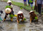 Pemkab 50 Kota Terus Dorong Program Ketahanan Pangan