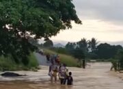 Batang Mungo Meluap, 1 Ekor Kerbau Mati Terseret Arus