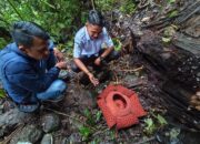 Bunga Raflesia Arnoldi Tumbuh Di Kawasan Perladangan Warga di Lareh Sago Halaban 
