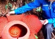 Warga Banjarsari Labuah Gunuang Kembali Temukan Bunga Rafflesia Mekar Sempurna
