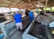 Peternak di Payakumbuh Mulai Stok Sapi Kebutuhan Kurban 1446 H