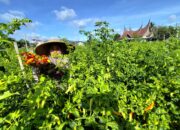 Harga Cabe Nano-Nano Turun 