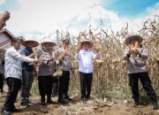 Panen Raya Jagung, Wawako Payakumbuh Dukung Swasembada Pangan