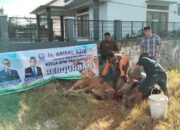 DPD PAN Limapuluh Kota Lakukan Penyembelihan Sapi Kurban dari  H. Arisal Aziz Anggota DPR RI