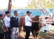 Si Gundul, Sapi Kurban Presiden Prabowo Seberat 1 Ton Lebih di Payakumbuh