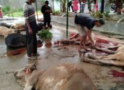 Masjid Darul Amanah Batung Taba Nan XX Padang Sembelih 10 Ekor Sapi Kurban