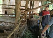 Warga Resah, Pencurian Ternak Marak di Wilayah Hukum Polres Payakumbuh