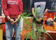 Tanam Ganja Dalam Kaleng Cat di Kamar Mandi, Warga Parak Batuang Ditangkap