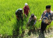 Ratusan Hektare Lahan Pertanian Masyarakat di Kabupaten 50 Kota Terancam Gagal Panen