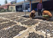 Harga Anjlok, Toke dan Pedagang Mengeluh Gambir Campur Pupuk di Kabupaten Limapuluh Kota 