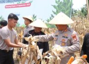 Polres Pasaman Barat Panen Raya Jagung Dukung Program Swasembada Pangan