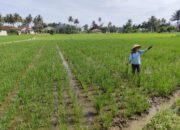 Harga Pupuk Bersubsidi Turun, Disambut Positif Petani di Payakumbuh