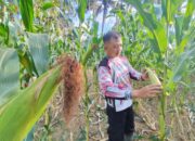 Harga Jagung Naik, Pupuk Turun — Petani Payakumbuh Timur Semakin Bersemangat Garap Lahan