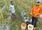 Harga Tomat Anjlok, Petani Mengeluh 