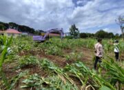 Pengadilan Negeri Payakumbuh Eksekusi Lahan Sengketa di Nagari Mungo 