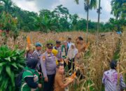 Panen Raya Nagari Balai Panjang, Walinagari Ajak Masyarakat Maksimalkan Lahan Pertanian