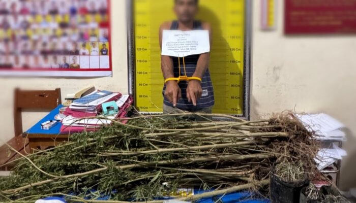 Jejak Ladang Ganja di Balik Warung Rao-Rao, Polisi Amankan 42 Batang Tanaman