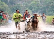 Teks Foto : Pacu Jadi Dalam Festival Budaya Pacu Jawi Yang Digelar di Cibadak AIA Kota Payakumbuh. (Foto : Alika)