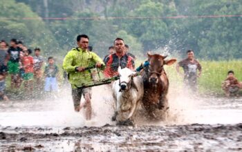 Teks Foto : Pacu Jadi Dalam Festival Budaya Pacu Jawi Yang Digelar di Cibadak AIA Kota Payakumbuh. (Foto : Alika)