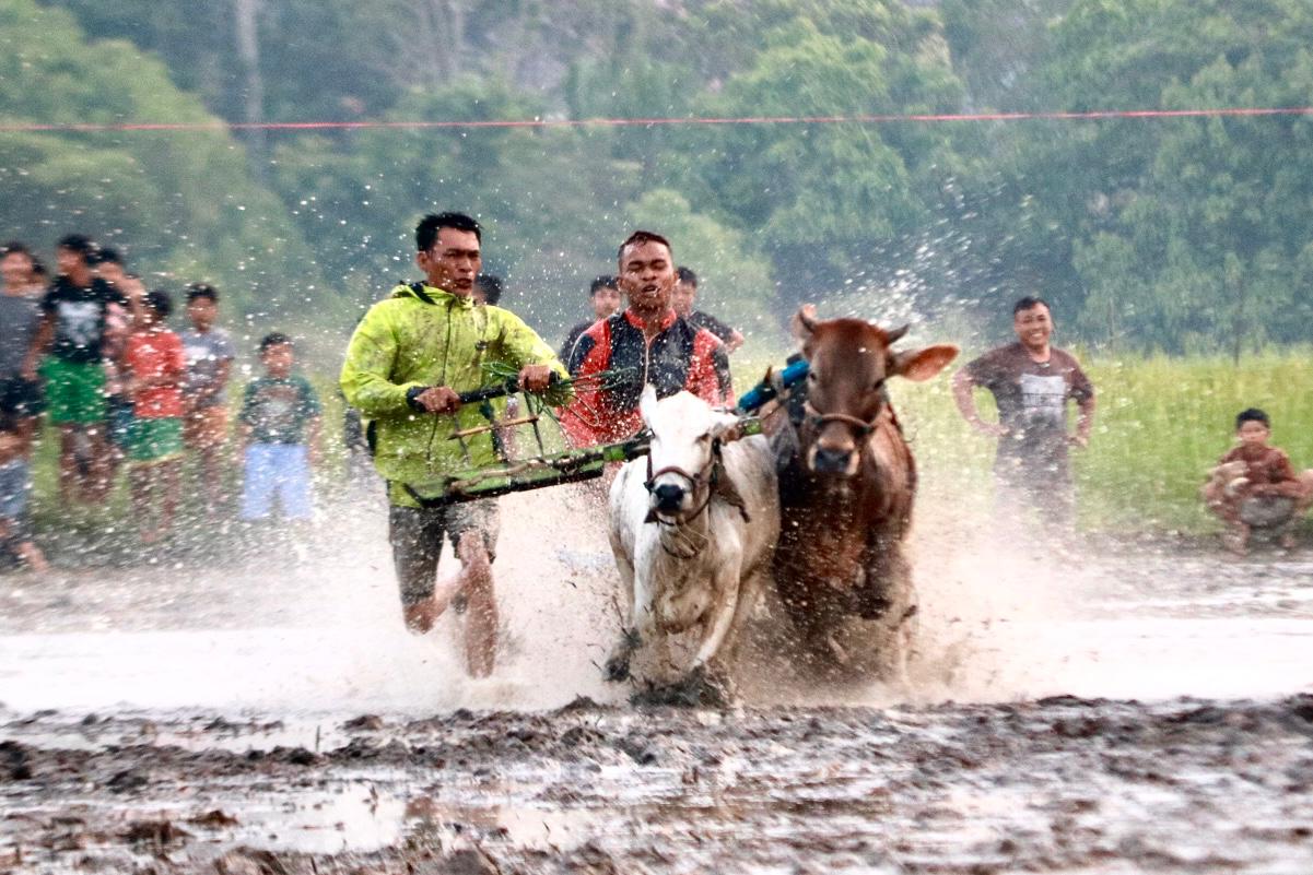 Teks Foto : Pacu Jadi Dalam Festival Budaya Pacu Jawi Yang Digelar di Cibadak AIA Kota Payakumbuh. (Foto : Alika)