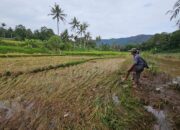 Duka Petani Korban Bencana di Limapuluh Kota,  Panen Padi Seminggu Lagi Tinggal Mimpi
