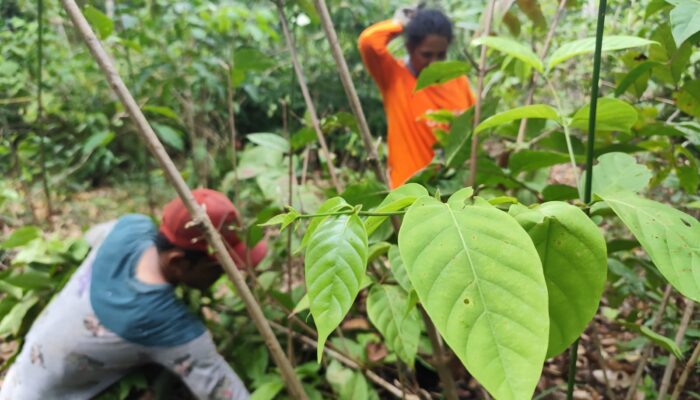 Harga Daun Gambir di Nagari Sopang Kembali Anjlok