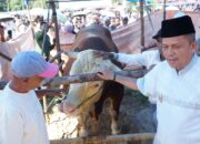 Sapi Kurban Bantuan Presiden di Payakumbuh Capai Bobot 1,2 Ton