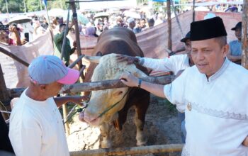Sapi Kurban Bantuan Presiden di Payakumbuh Capai Bobot 1,2 Ton